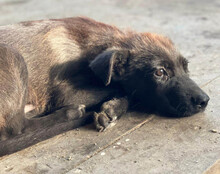 GARO, Hund, Mischlingshund in Kroatien - Bild 14