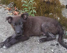 GARO, Hund, Mischlingshund in Kroatien - Bild 19