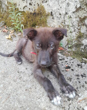 GARO, Hund, Mischlingshund in Kroatien - Bild 21