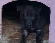 GARO, Hund, Mischlingshund in Kroatien - Bild 22