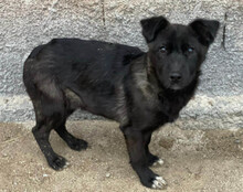 GARO, Hund, Mischlingshund in Kroatien - Bild 3