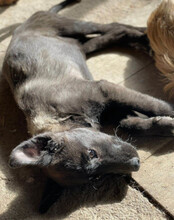 GARO, Hund, Mischlingshund in Kroatien - Bild 9