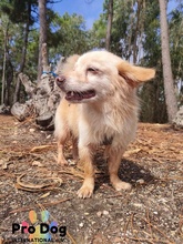 NANDO, Hund, Mischlingshund in Portugal