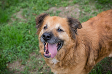 BJÖRN, Hund, Mischlingshund in Kroatien - Bild 1