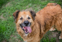 BJÖRN, Hund, Mischlingshund in Kroatien - Bild 4