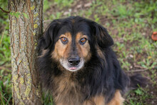 LENNOX, Hund, Mischlingshund in Kroatien - Bild 1