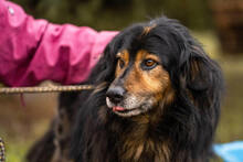 LENNOX, Hund, Mischlingshund in Kroatien - Bild 3