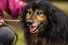 LENNOX, Hund, Mischlingshund in Kroatien - Bild 4