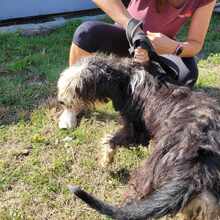 BEENA, Hund, Mischlingshund in Bulgarien - Bild 2