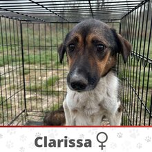 CLARISSA, Hund, Mischlingshund in Bulgarien - Bild 1