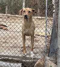 TIMMI, Hund, Mischlingshund in Linnich - Bild 2