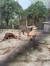 TIMMI, Hund, Mischlingshund in Linnich - Bild 3