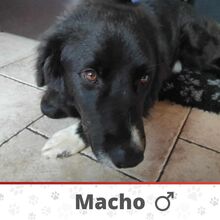 MACHO, Hund, Mischlingshund in Geestland