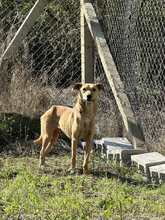 TONI, Hund, Mischlingshund in Blaibach - Bild 3