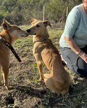 TONI, Hund, Mischlingshund in Blaibach - Bild 5