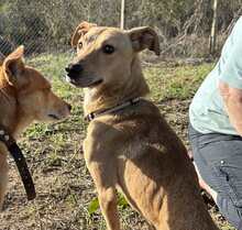 TONI, Hund, Mischlingshund in Blaibach - Bild 6