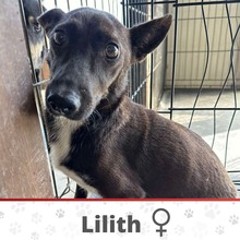 LILITH, Hund, Mischlingshund in Bulgarien - Bild 1