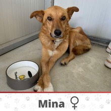 MINA, Hund, Mischlingshund in Sottrum - Bild 1