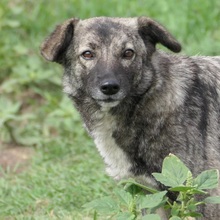 BONNIE, Hund, Mischlingshund in Rumänien - Bild 1