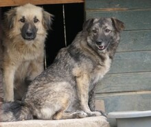 BONNIE, Hund, Mischlingshund in Rumänien - Bild 3