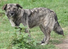 BONNIE, Hund, Mischlingshund in Rumänien - Bild 5