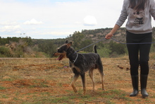 RINGO, Hund, Mischlingshund in Spanien - Bild 3