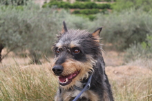 RINGO, Hund, Mischlingshund in Spanien - Bild 4