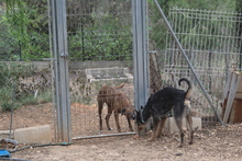 RINGO, Hund, Mischlingshund in Spanien - Bild 5