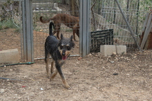 RINGO, Hund, Mischlingshund in Spanien - Bild 6