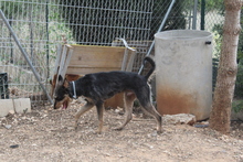 RINGO, Hund, Mischlingshund in Spanien - Bild 7