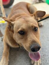 PALOMO, Hund, Podenco-Labrador-Mix in Spanien - Bild 1