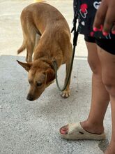 PALOMO, Hund, Podenco-Labrador-Mix in Spanien - Bild 10