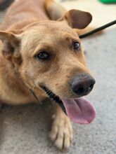 PALOMO, Hund, Podenco-Labrador-Mix in Spanien - Bild 2