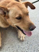 PALOMO, Hund, Podenco-Labrador-Mix in Spanien - Bild 3