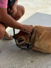 PALOMO, Hund, Podenco-Labrador-Mix in Spanien - Bild 4