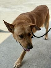 PALOMO, Hund, Podenco-Labrador-Mix in Spanien - Bild 5