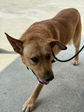 PALOMO, Hund, Podenco-Labrador-Mix in Spanien - Bild 9