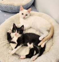 COOKIE, Katze, Siamkatze in München - Bild 2