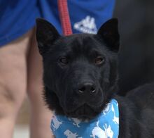 LENA, Hund, Mischlingshund in Spanien - Bild 1