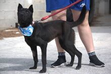 LENA, Hund, Mischlingshund in Spanien - Bild 10