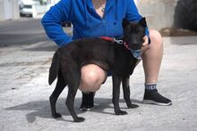 LENA, Hund, Mischlingshund in Spanien - Bild 14