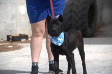 LENA, Hund, Mischlingshund in Spanien - Bild 3