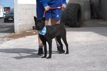 LENA, Hund, Mischlingshund in Spanien - Bild 8