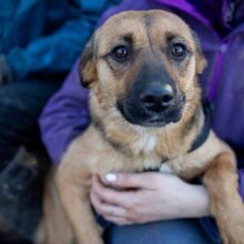 CAPRICE, Hund, Mischlingshund in Rumänien - Bild 1