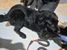 GABE, Hund, Golden Retriever-Mix in Korea (Südkorea) - Bild 2