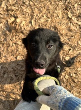 GABE, Hund, Golden Retriever-Mix in Korea (Südkorea) - Bild 3