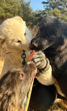 GABE, Hund, Golden Retriever-Mix in Korea (Südkorea) - Bild 4