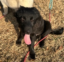 GABE, Hund, Golden Retriever-Mix in Korea (Südkorea) - Bild 5