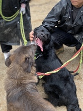 GABE, Hund, Golden Retriever-Mix in Korea (Südkorea) - Bild 6