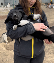 VICKY, Hund, Mischlingshund in Rumänien - Bild 1